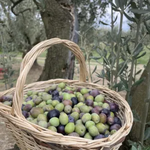 Zeytin 1